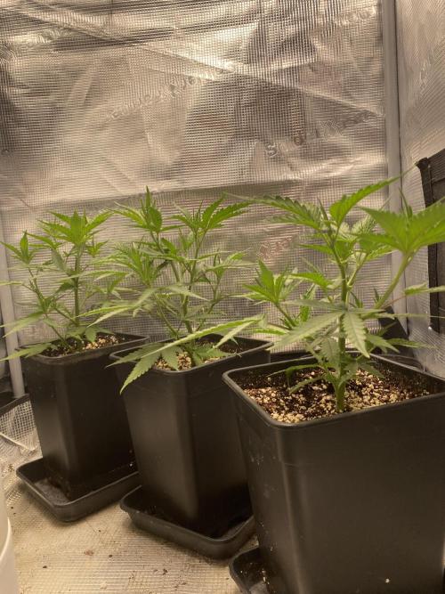 Khalifa Mints S1 Cut. Week 3