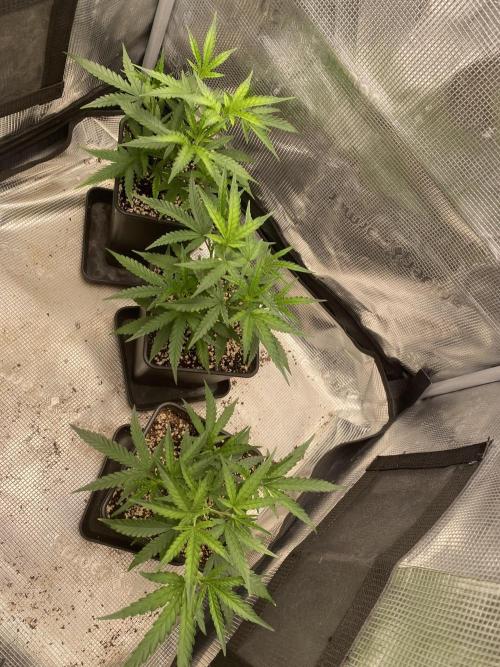 Khalifa Mints S1 Cut. Week 3