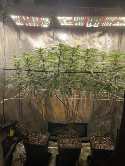 Grape Gasoline. Week 10