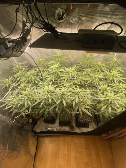 Grape Gas S1 2.0. Week 10