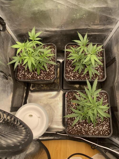 Khalifa Mints S1 Cut. Week 3