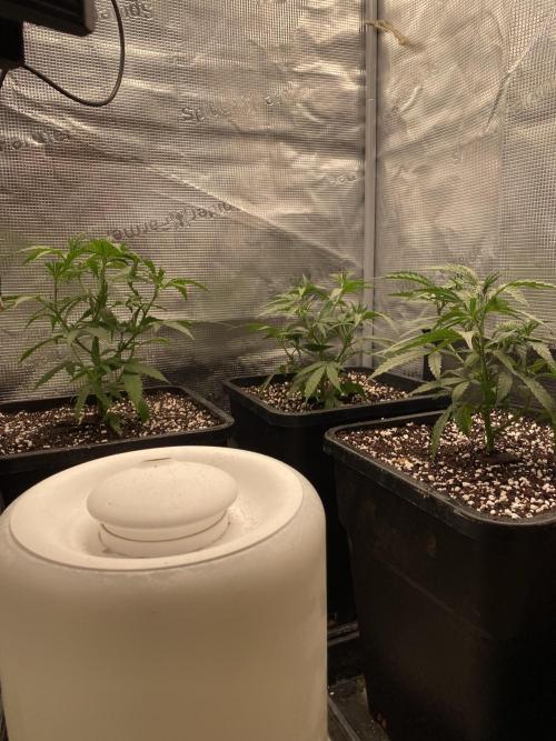 Khalifa Mints S1 Cut. Week 3