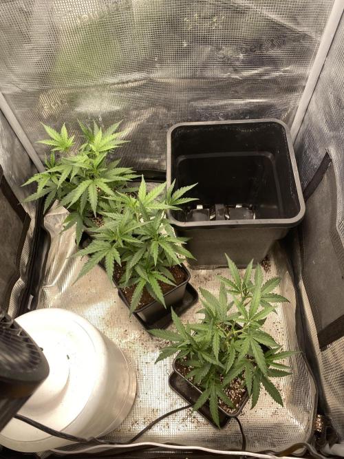 Khalifa Mints S1 Cut. Week 3