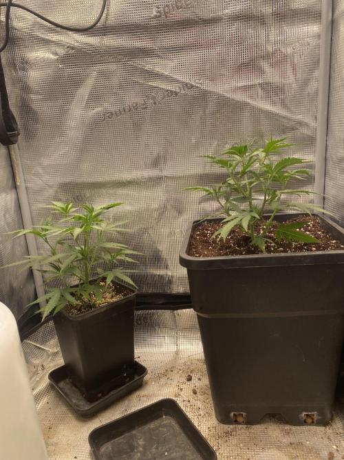 Khalifa Mints S1 Cut. Week 3