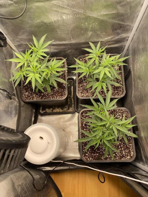 Khalifa Mints S1 Cut. Week 3