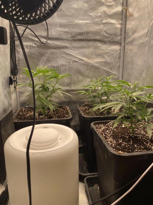 Khalifa Mints S1 Cut. Week 3