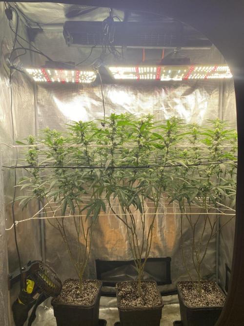 Grape Gasoline. Week 10