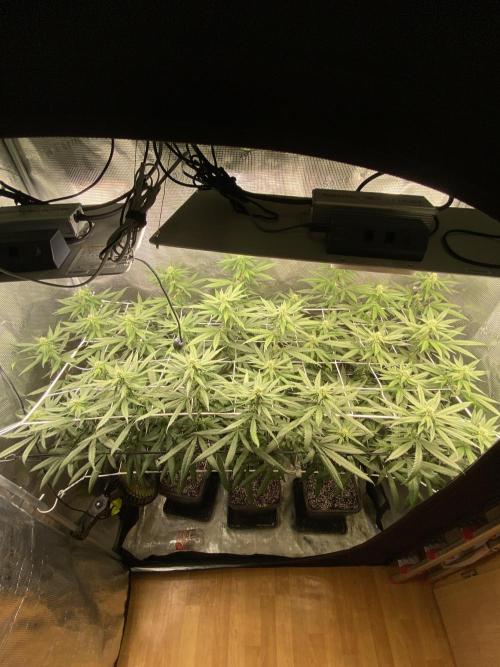 Grape Gas S1 2.0. Week 10