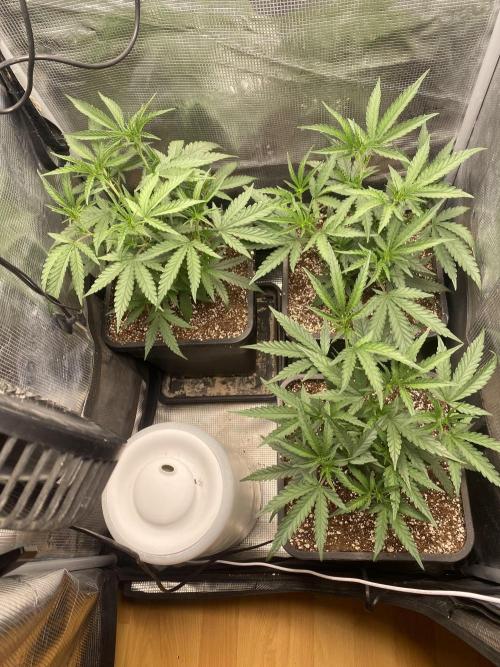 Khalifa Mints S1 Cut. Week 3