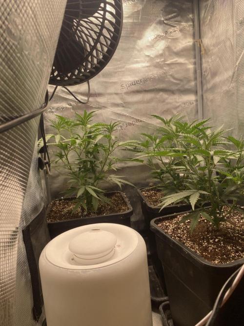 Khalifa Mints S1 Cut. Week 3