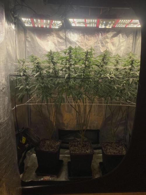 Grape Gasoline. Week 10