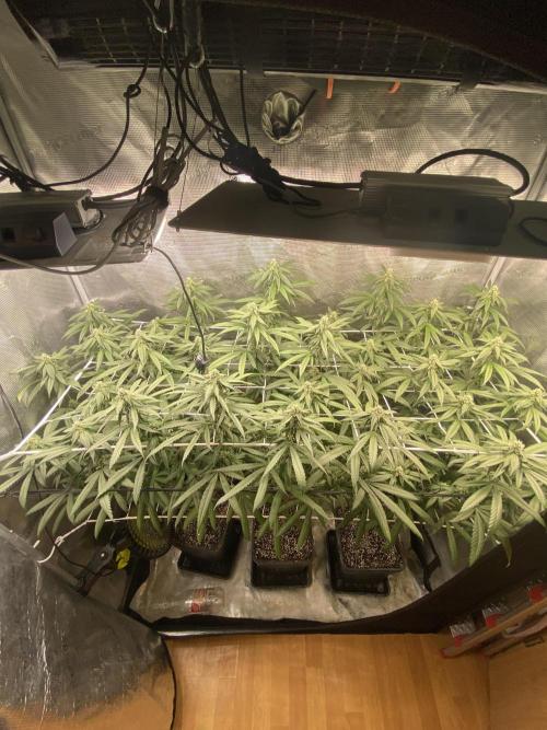 Grape Gas S1 2.0. Week 10
