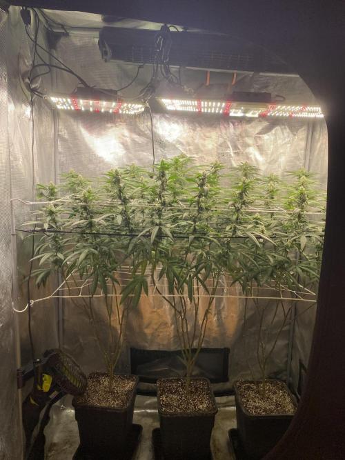 Grape Gas S1 2.0. Week 11