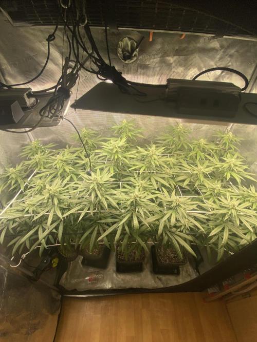 Grape Gas S1 2.0. Week 11