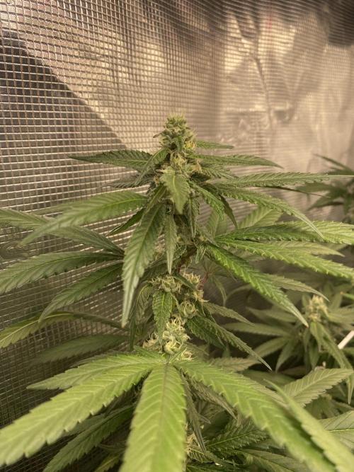 Grape Gas S1 2.0. Week 11