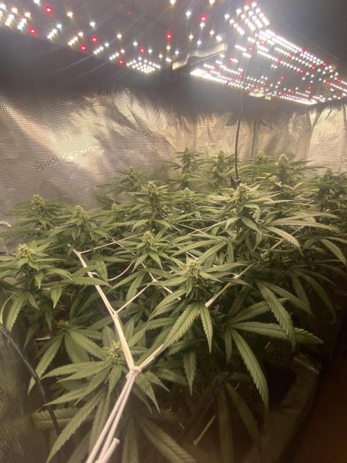 Grape Gas S1 2.0. Week 11