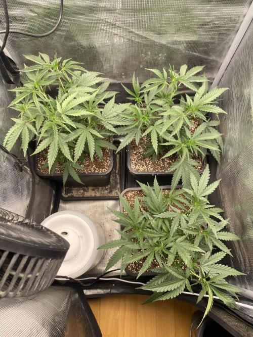 Khalifa Mints S1 Cut. Week 4