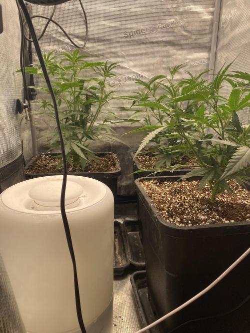 Khalifa Mints S1 Cut. Week 4