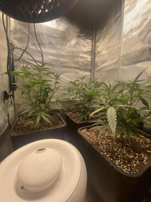 Khalifa Mints S1 Cut. Week 4