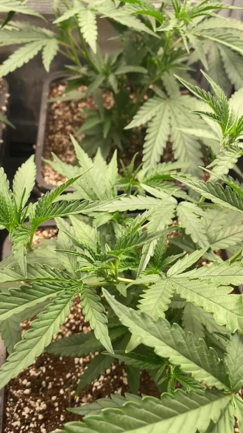 Khalifa Mints S1 Cut