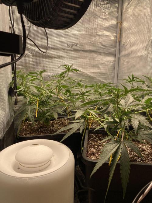 Khalifa Mints S1 Cut. Week 4