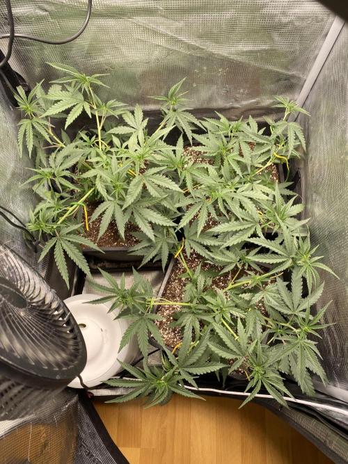Khalifa Mints S1 Cut. Week 4