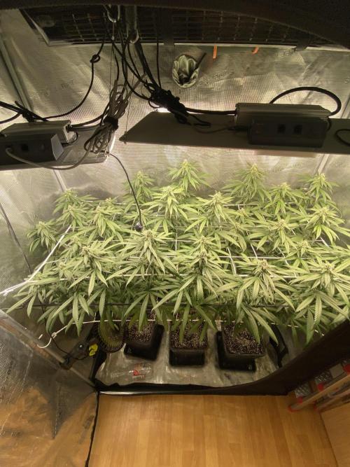 Grape Gas S1 2.0. Week 11