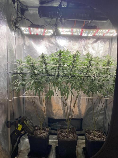 Grape Gas S1 2.0. Week 11