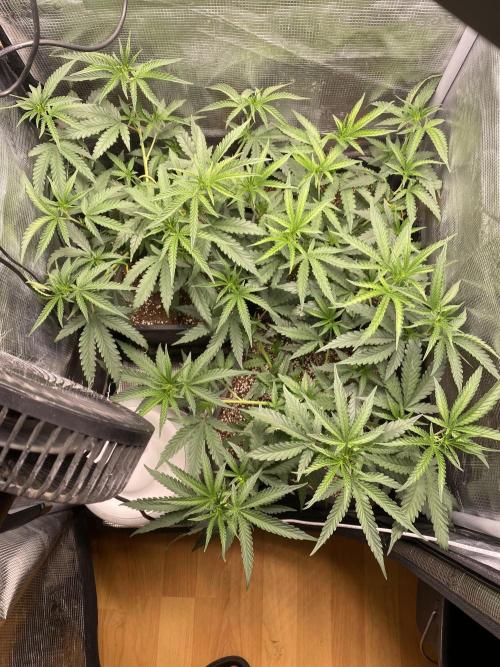 Khalifa Mints S1 Cut. Week 4
