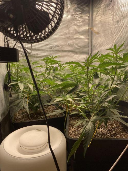 Khalifa Mints. Week 4