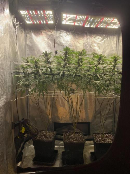 Grape Gasoline. Week 11