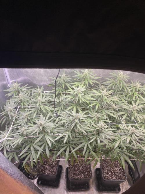 Grape Gas S1 2.0. Week 11