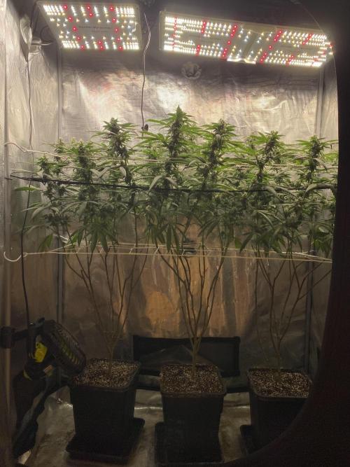 Grape Gas S1 2.0. Week 11