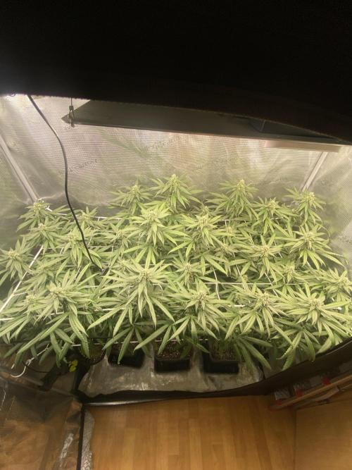 Grape Gas S1 2.0. Week 11