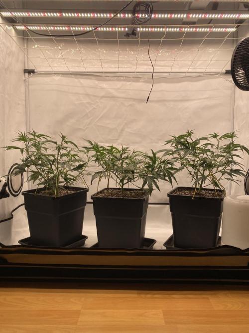 Khalifa Mints. Week 4