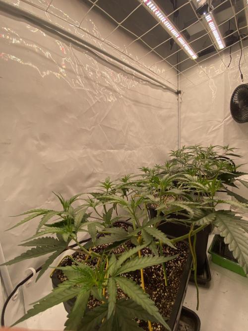 Khalifa Mints. Week 5