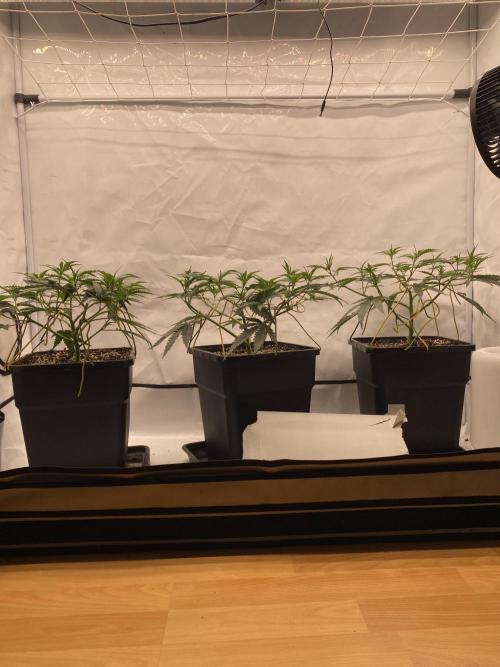 Khalifa Mints S1 Cut. Week 5
