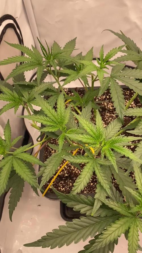 Khalifa Mints S1 Cut