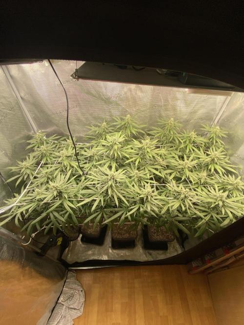 Grape Gas S1 2.0. Week 12