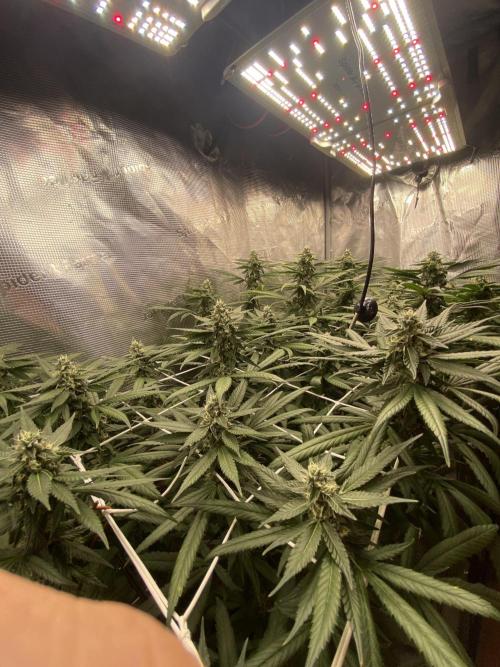 Grape Gas S1 2.0. Week 12