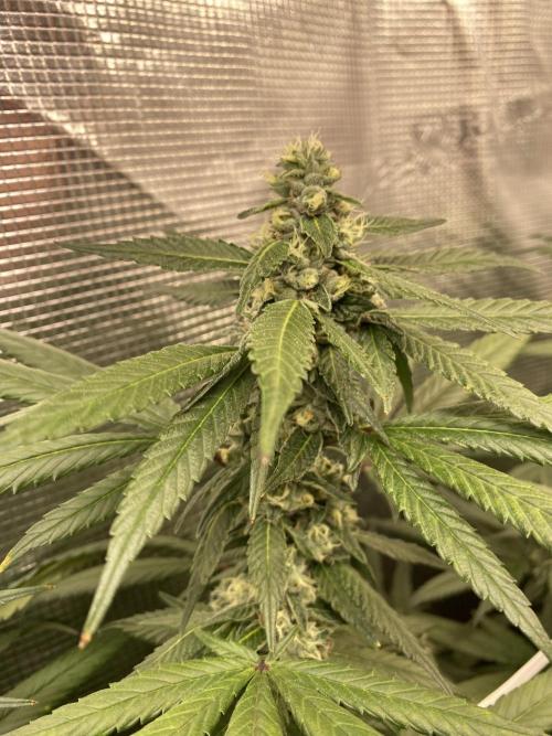 Grape Gas S1 2.0. Week 12