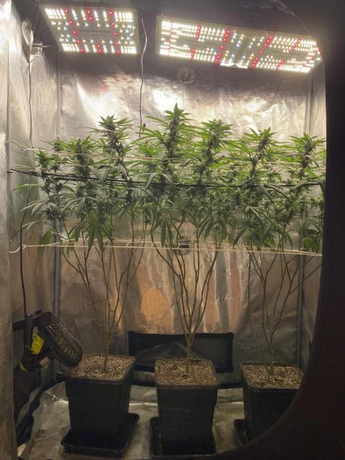 Grape Gas S1 2.0. Week 12