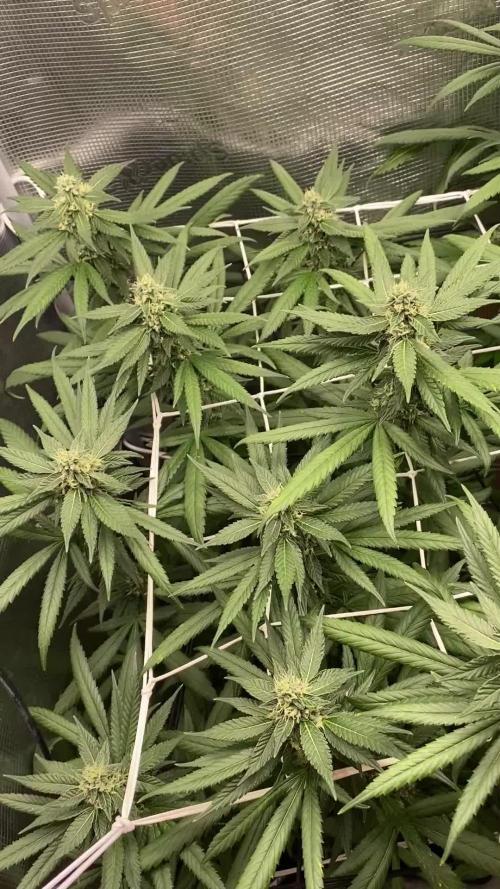 Grape Gas S1 2.0