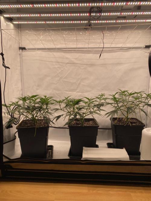 Khalifa Mints. Week 5