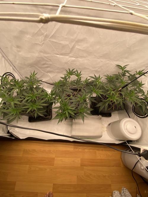 Khalifa Mints S1 Cut. Week 5