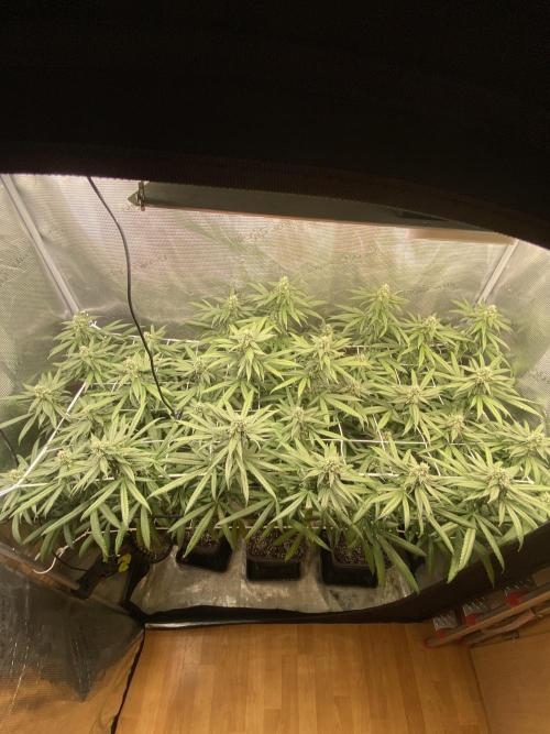 Grape Gas S1 2.0. Week 12