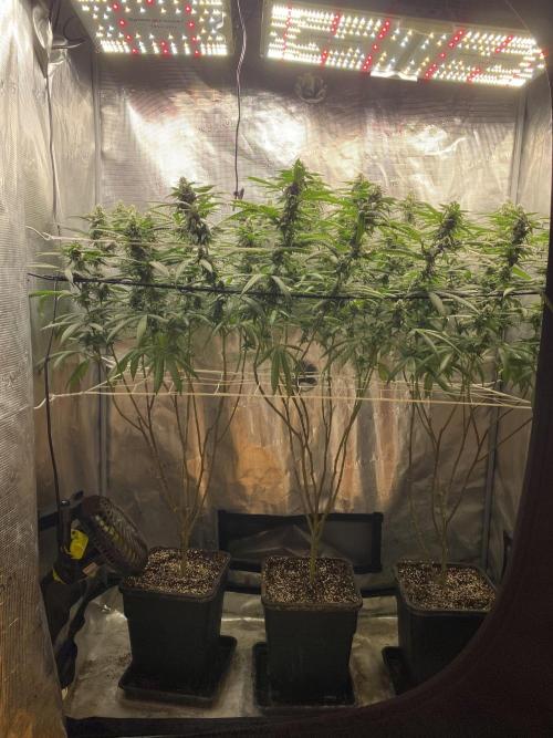 Grape Gas S1 2.0. Week 12