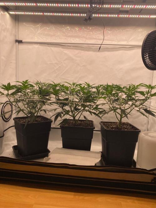 Khalifa Mints. Week 5