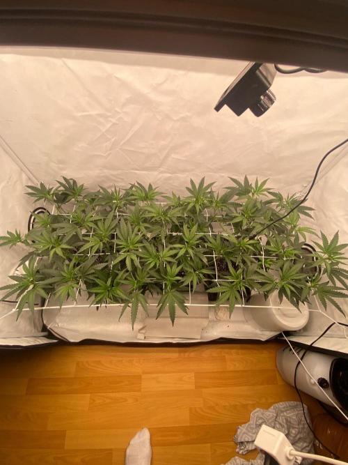 Khalifa Mints S1 Cut. Week 5