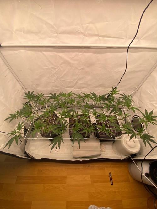 Khalifa Mints S1 Cut. Week 5